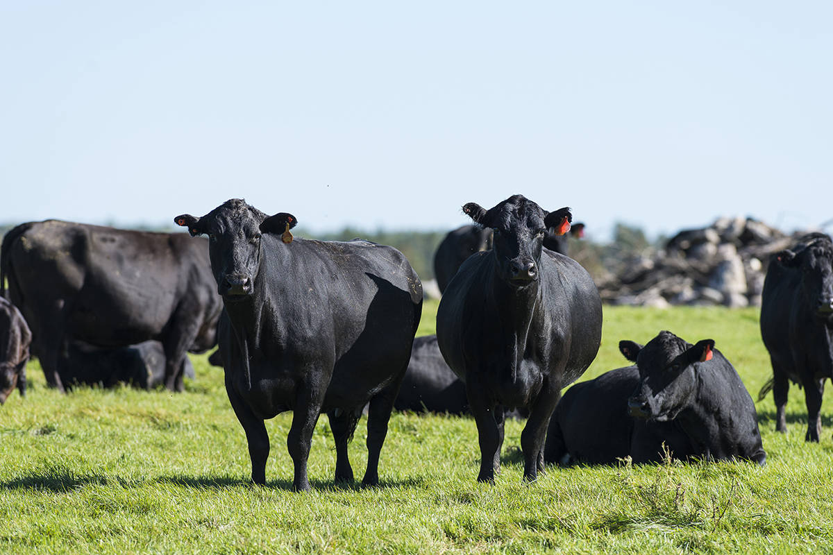 Changes to Livestock Risk Protection policy...